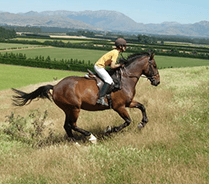 Kowhai farm